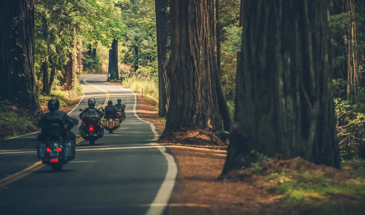 Motorcycle group riding through redwoods
